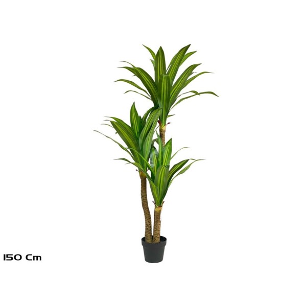 ARBOL DRACENA X 3 - 150 CM