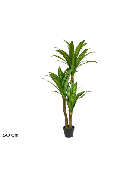 ARBOL DRACENA X 3 - 150 CM