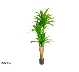 ARBOL DRACENA  X 3- 180 CM