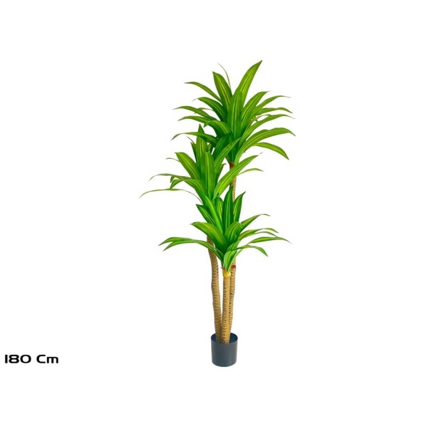 ARBOL DRACENA  X 3- 180 CM