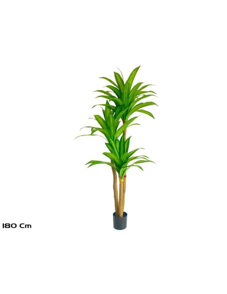 ARBOL DRACENA  X 3- 180 CM