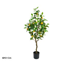 ARBOL LIMONERO X 20 - 120 CM