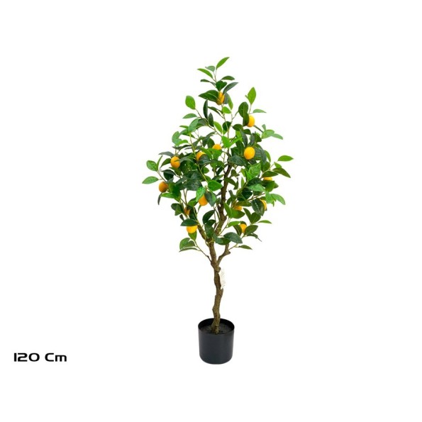 ARBOL LIMONERO X 20 - 120 CM