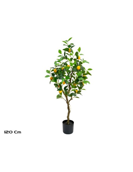 ARBOL LIMONERO X 20 - 120 CM