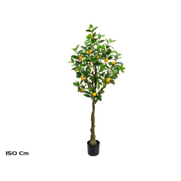 ARBOL LIMONERO X 24 - 150 CM