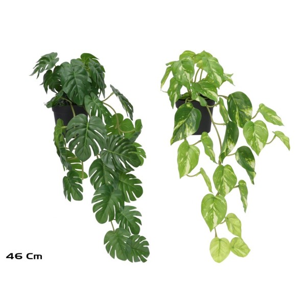 MACETA MONSTERA - POTUS X 30 - 46 CM (S)