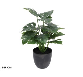 MACETA  PLANTA MONSTERA X 18 - 35 CM