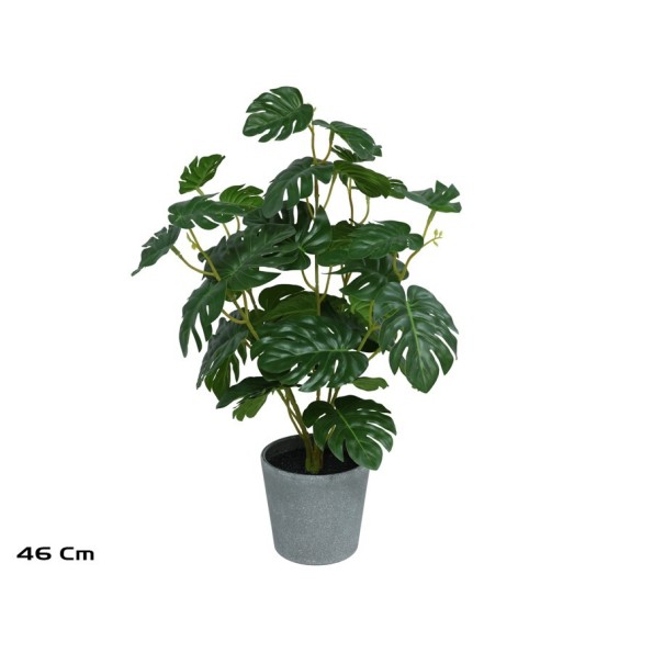 MACETA  MONSTERA X 36 - 46 CM