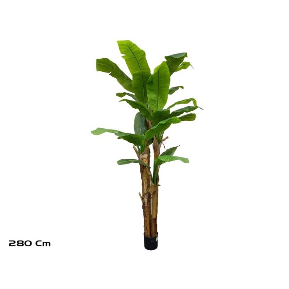 PLANTA PLATANERO 27 LVS R/T - 280 CM