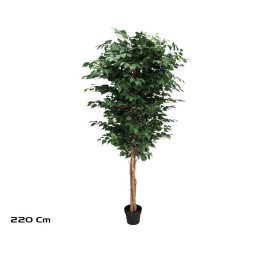 ARBOL FICUS  NATUR  T/N  - 220 CM