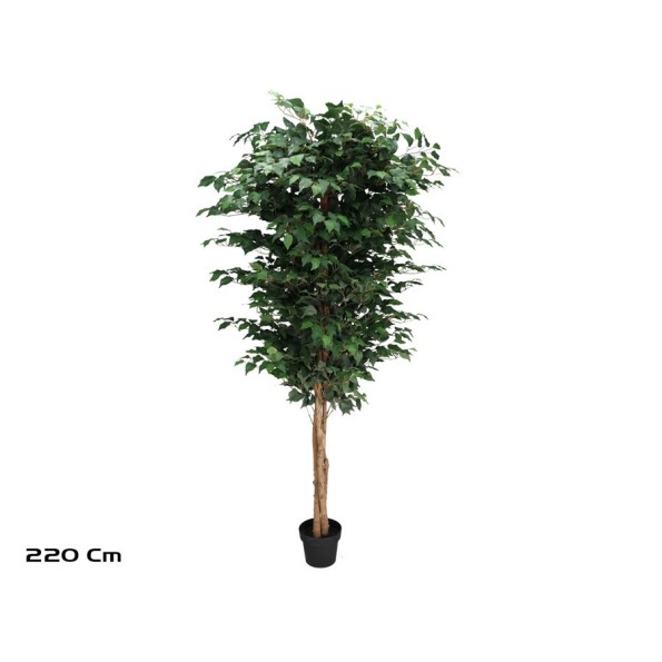 ARBOL FICUS  NATUR  T/N  - 220 CM