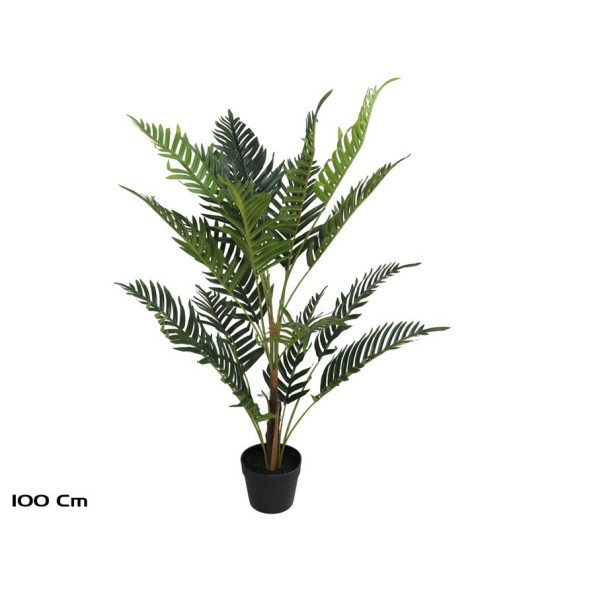 PLANTA PALMERA ARECA X 18 - 100 CM