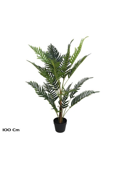 PLANTA PALMERA ARECA X 18 - 100 CM