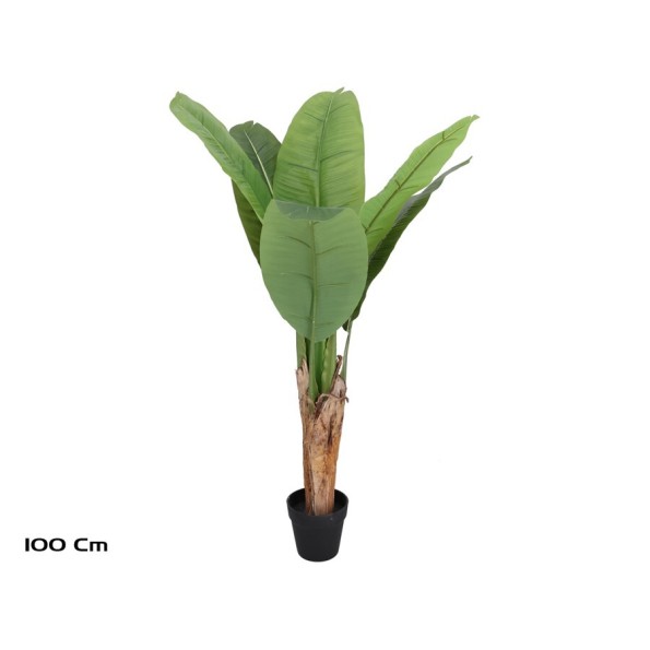 PLANTA PLATANERO 6 LVS R/T - 100 CM