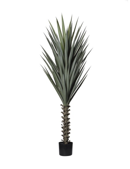 PLANTA DE AGAVE 160 CM / 78 HOJAS