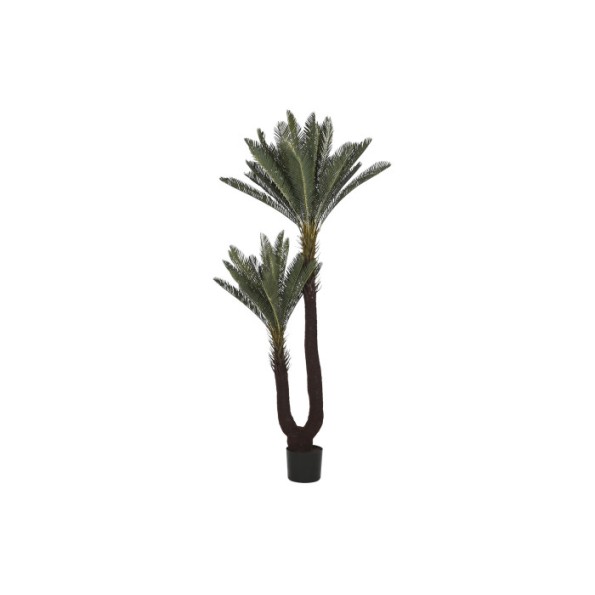 PLANTA PE 80X80X170 SAGO CYCAS VERDE