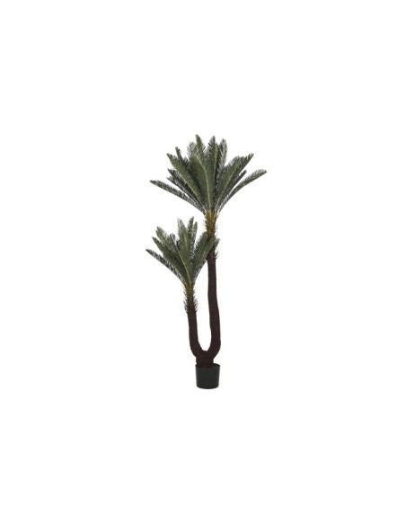 PLANTA PE 80X80X170 SAGO CYCAS VERDE