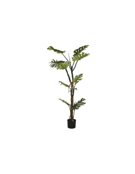 PLANTA PE 60X60X170 MONSTERA VERDE