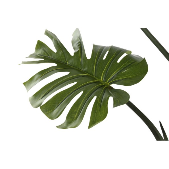 PLANTA PE 60X60X170 MONSTERA VERDE