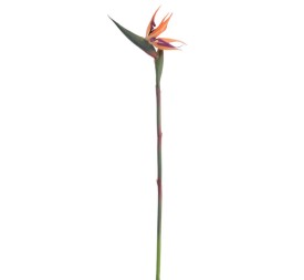 STERLITZIA (2677-50)