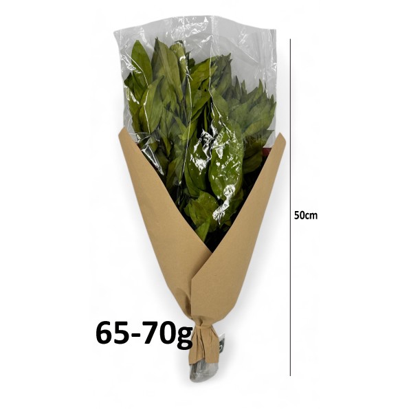 RAMO HOJA CAMELIA VERD.PRES.ALT50 65/70G