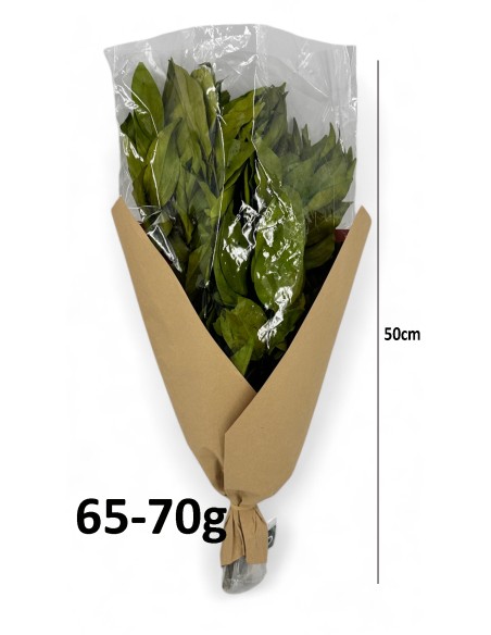 RAMO HOJA CAMELIA VERD.PRES.ALT50 65/70G