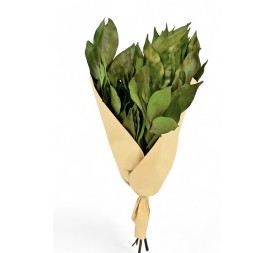 RAMO HOJA CAMELIA VERD.PRES.ALT50 65/70G