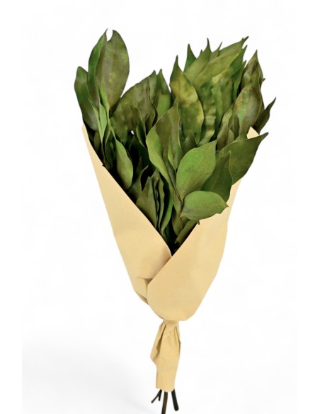 RAMO HOJA CAMELIA VERD.PRES.ALT50 65/70G