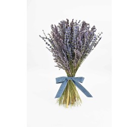 LAVANDA