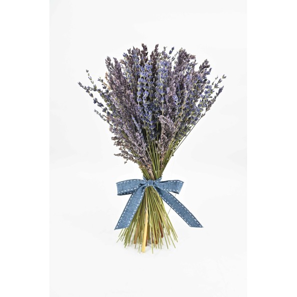 LAVANDA
