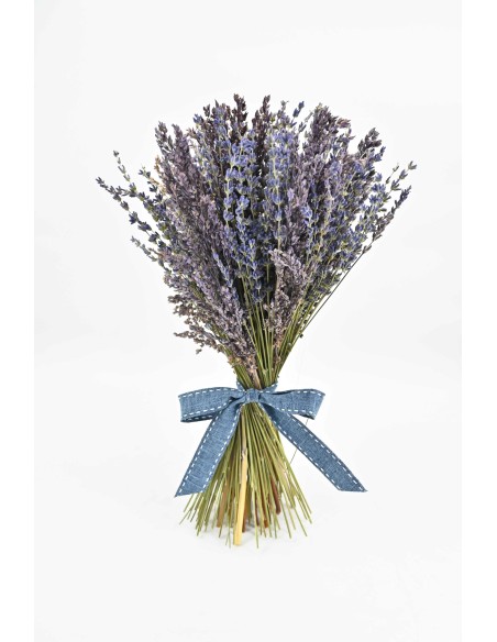 LAVANDA