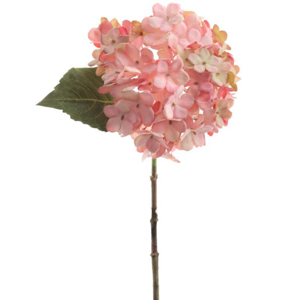 HYDRANGEA ROSA (2076-12)