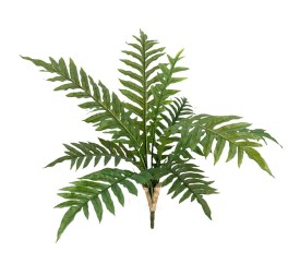 P.HELECHO CYRTOMIUM X10 70cm