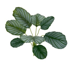 PLANTA COLEO X8,TAC. NATURAL 45cm