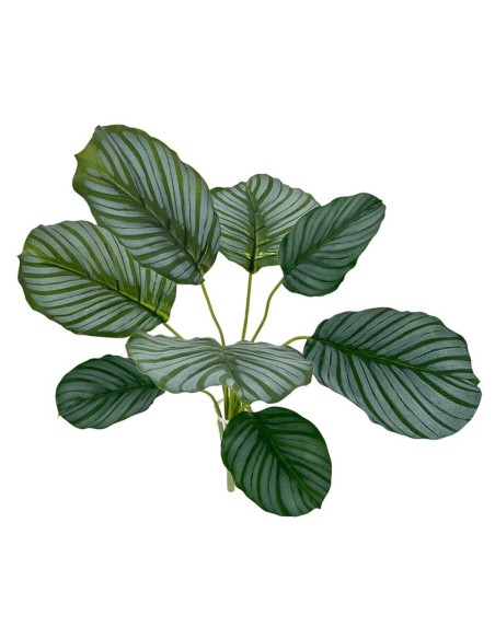 PLANTA COLEO X8,TAC. NATURAL 45cm