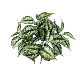 PLANTA PILEA X7, 43cm