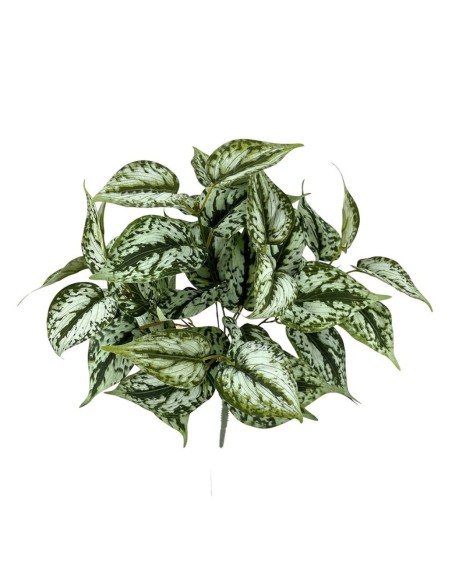 PLANTA PILEA X7, 43cm