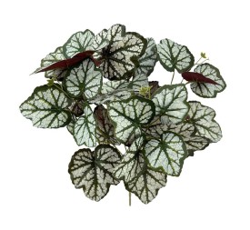 PLANTA CURCUBITA X5 TACT.NATUR, 37cm