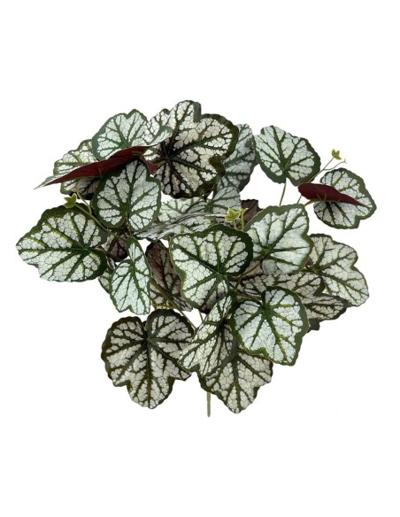 PLANTA CURCUBITA X5 TACT.NATUR, 37cm