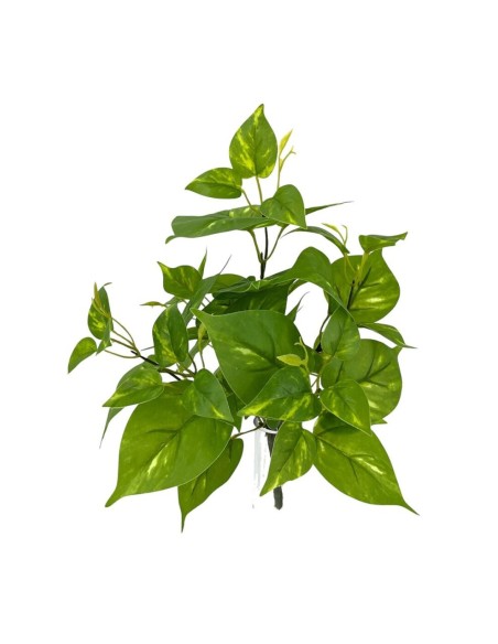 PLANTA POTO X6 TACT.NATUR, 40cm