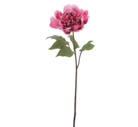 PEONIA (1423-07)