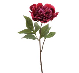PEONIA 57 CMS (1423-17)