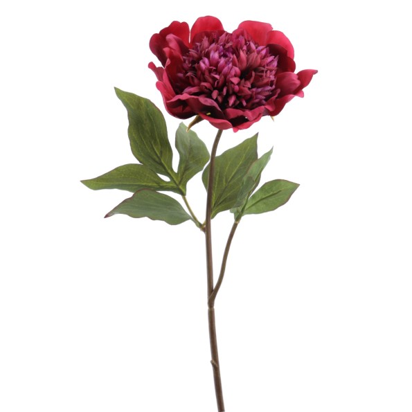 PEONIA 57 CMS (1423-17)