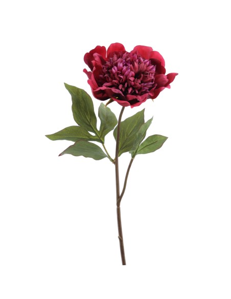 PEONIA 57 CMS (1423-17)