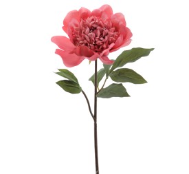 PEONIA 57 CMS (1423-24)