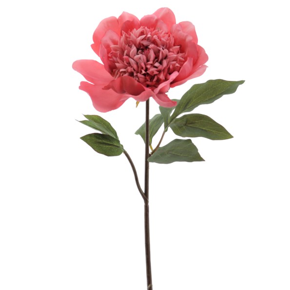 PEONIA 57 CMS (1423-24)