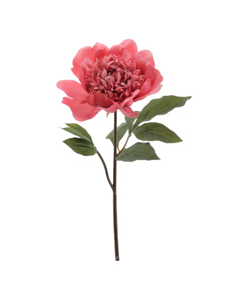 PEONIA 57 CMS (1423-24)