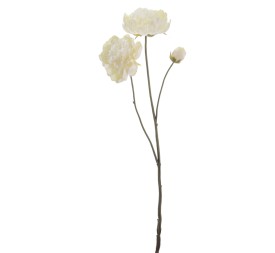 PEONIA X 3 (1424-01)