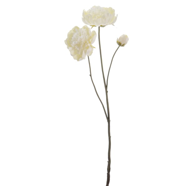 PEONIA X 3 64 CMS (1424-01)