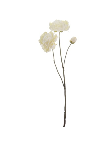 PEONIA X 3 64 CMS (1424-01)